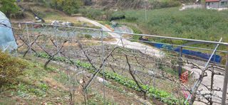 달맛햇복숭아농원님의 복숭아 · 영농일지 작성글 사진