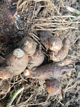 팜모닝 기타작물·영농일지 게시글 이미지