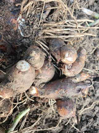 김제일주농장님의 기타작물 · 영농일지 작성글 사진