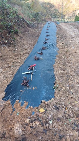 박준권님의 기타작물 · 영농일지 작성글 사진