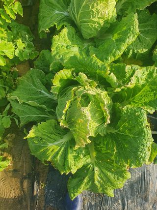 양파12861님의 배추 · 영농일지 작성글 사진