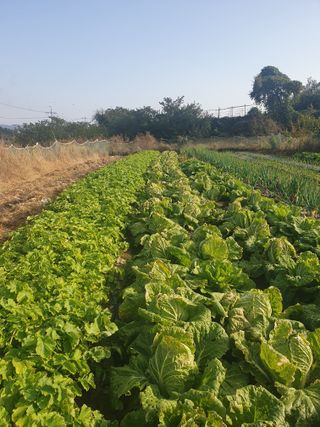 양파12861님의 배추 · 영농일지 작성글 사진