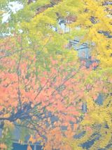 팜모닝 벼·영농일지 게시글 이미지