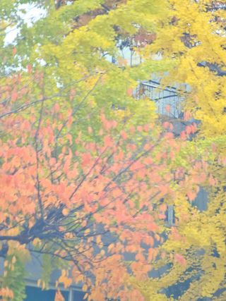 이미옥님의 벼 · 영농일지 작성글 사진