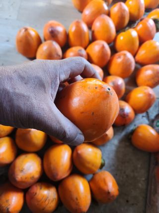 김재현님의 감 · 영농일지 작성글 사진