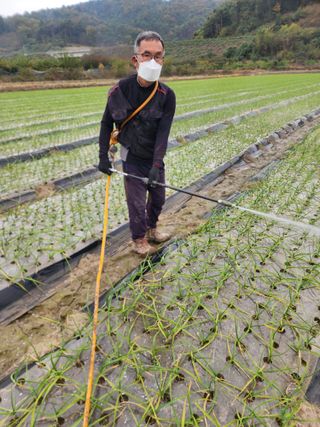 박종권님의 마늘 · 영농일지 작성글 사진