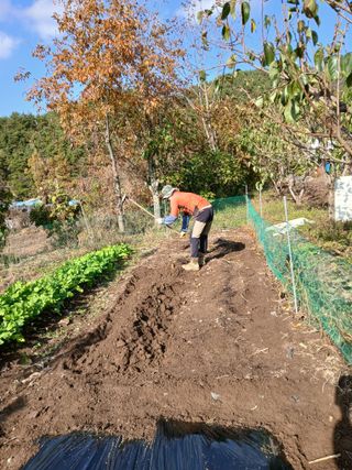 향양농장 사랑합니다님의 시금치 · 영농일지 작성글 사진