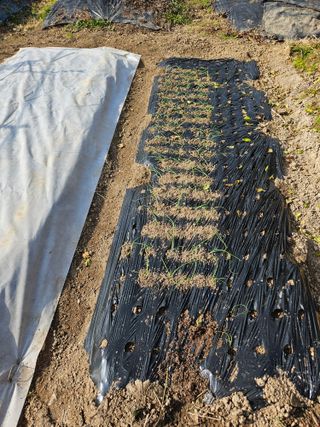 허영욱 님의 양파 · 영농일지 작성글 사진