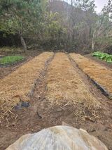 팜모닝 마늘·영농일지 게시글 이미지