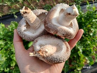 화우농원님의 버섯 · 영농일지 작성글 사진
