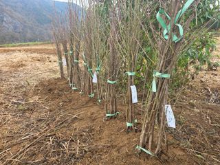 김정훈님의 복숭아 · 영농일지 작성글 사진