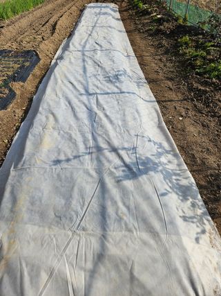 허영욱 님의 양파 · 영농일지 작성글 사진