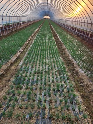 김저팔계님의 파 · 영농일지 작성글 사진