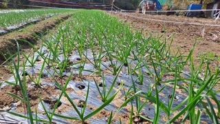 월굴리이승재님의 마늘 · 영농일지 작성글 사진