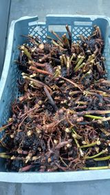 팜모닝 기타작물·영농일지 게시글 이미지