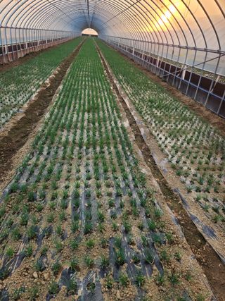 김저팔계님의 파 · 영농일지 작성글 사진