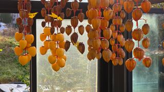 허인녕님의 감 · 영농일지 작성글 사진