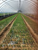 김저팔계님의 작성글 사진