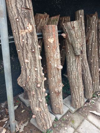 법당골길 우대영님의 기타작물 · 영농일지 작성글 사진