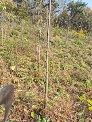 엉뚱님의 기타작물 · 영농일지 작성글 사진