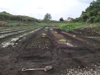 개인교수님의 마늘 · 영농일지 작성글 사진