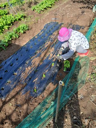 향양농장 사랑합니다님의 양파 · 영농일지 작성글 사진