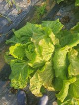 팜모닝 배추·영농일지 게시글 이미지