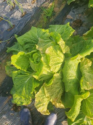 양파12861님의 배추 · 영농일지 작성글 사진