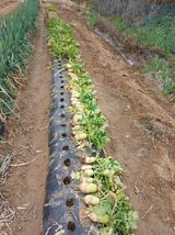 팜모닝 기타작물·영농일지 게시글 이미지