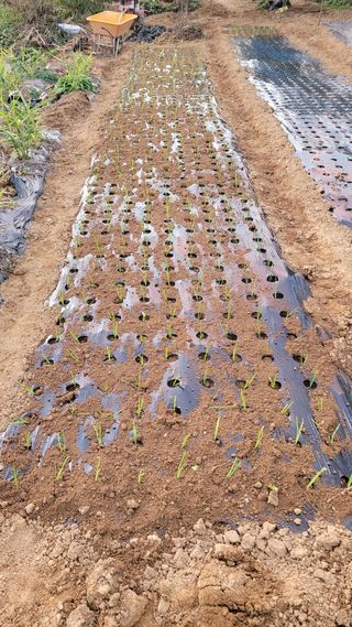 건달 농장(최승혁)님의 마늘 · 영농일지 작성글 사진