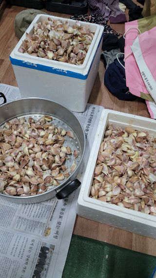 건달 농장(최승혁)님의 마늘 · 영농일지 작성글 사진