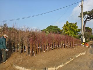 김정훈님의 복숭아 · 영농일지 작성글 사진