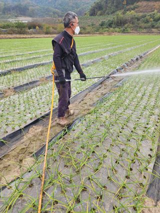 박종권님의 마늘 · 영농일지 작성글 사진