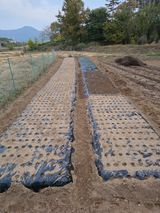 팜모닝 양파·영농일지 게시글 이미지