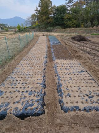 이성우님의 양파 · 영농일지 작성글 사진