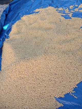 최남옥님의 기타작물 · 영농일지 작성글 사진