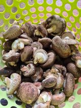 팜모닝 기타작물·영농일지 게시글 이미지