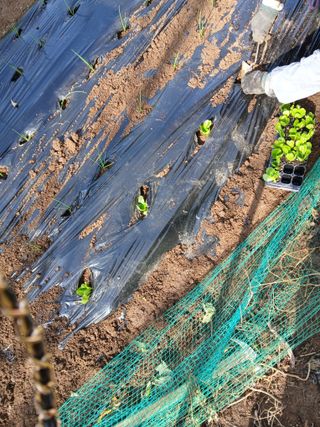 향양농장 사랑합니다님의 양파 · 영농일지 작성글 사진