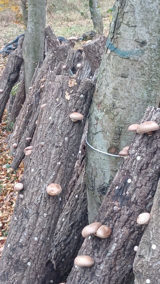 박준권님의 버섯 · 영농일지 작성글 사진