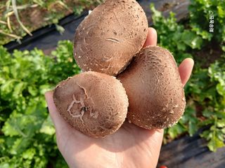 화우농원님의 버섯 · 영농일지 작성글 사진