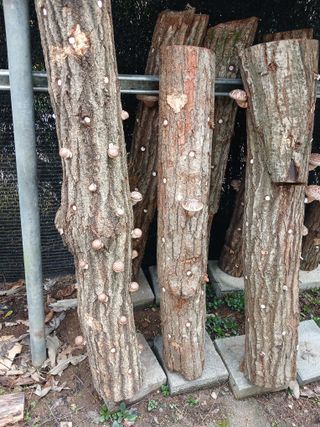 법당골길 우대영님의 기타작물 · 영농일지 작성글 사진