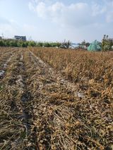 팜모닝 콩·영농일지 게시글 이미지