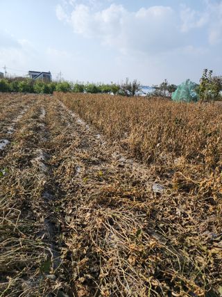 조정구님의 콩 · 영농일지 작성글 사진