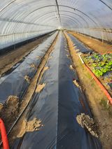 팜모닝 양배추·영농일지 게시글 이미지