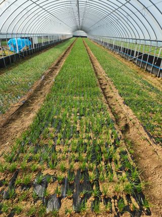 김저팔계님의 파 · 영농일지 작성글 사진