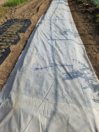 허영욱 님의 양파 · 영농일지 작성글 사진