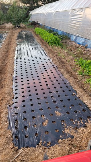 건달 농장(최승혁)님의 마늘 · 영농일지 작성글 사진