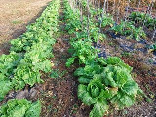 양동사랑 님의 사과 · 영농일지 작성글 사진