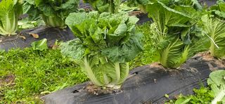 하늘사랑 님의 배추 · 영농일지 작성글 사진