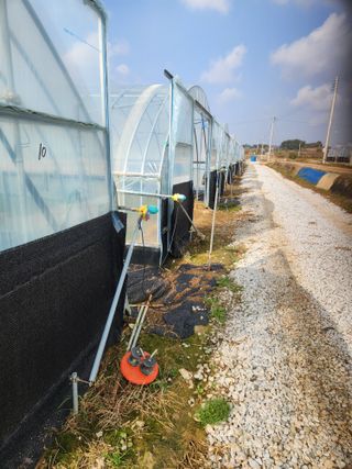 김저팔계님의 파 · 영농일지 작성글 사진